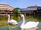 Swans at the National Archive, Kew, England.