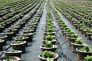 Plants in a Nursery