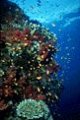 Underwater in Fiji