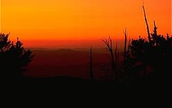 Ancient Bristlecone