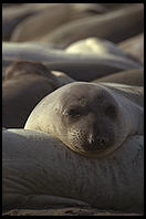 Elephant Seal Colony, San Simeon, California