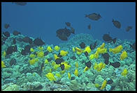 Monument Fish, Hawaii, Click for large picture (80K)