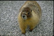 Marmot, Sierra Nevada