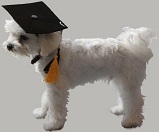 A Smart Puppy !!! (Click for Web Site)